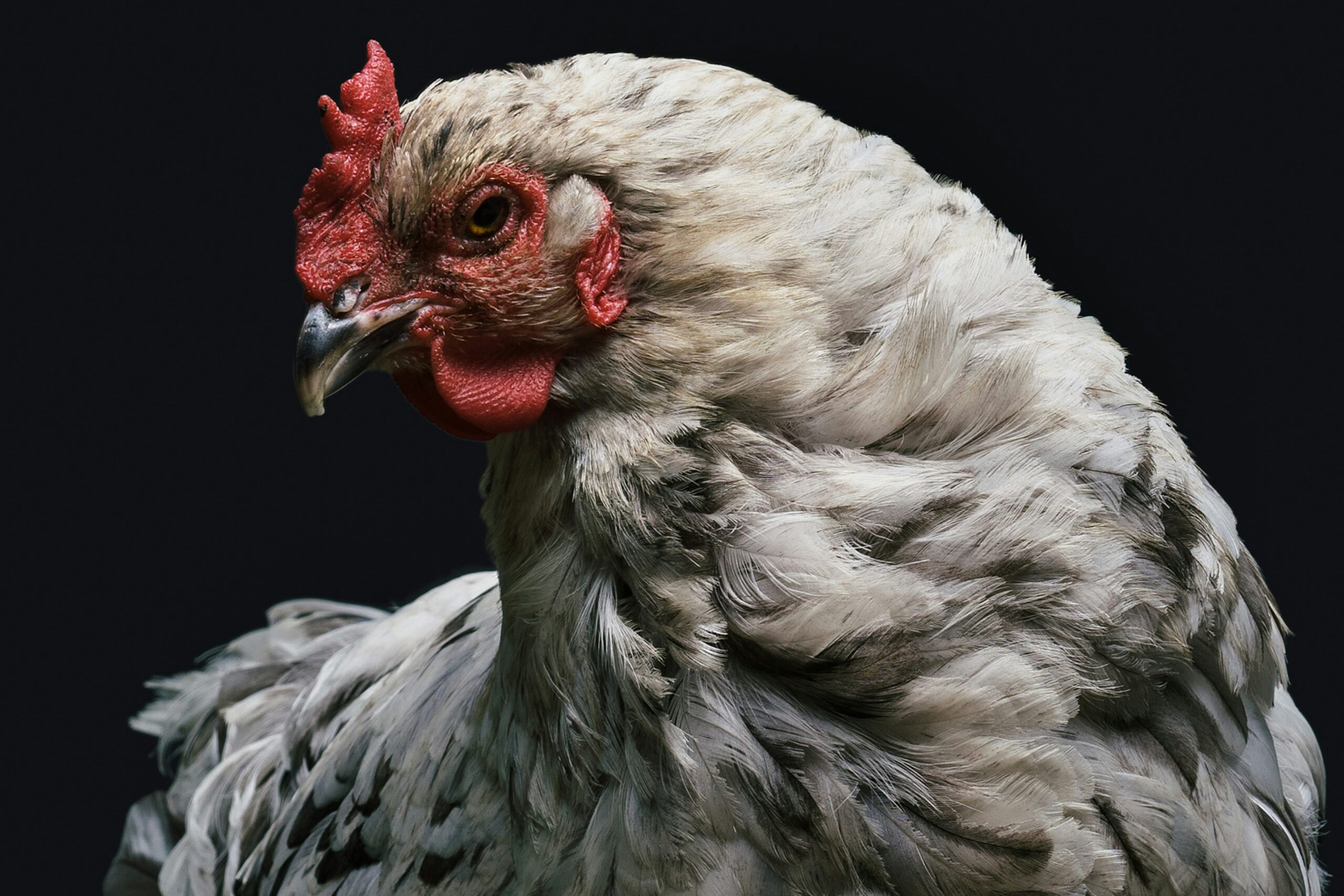 Enhance Your Dining Experience with Our Breasted Chicken Recipes
